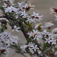 common fringe-myrtle